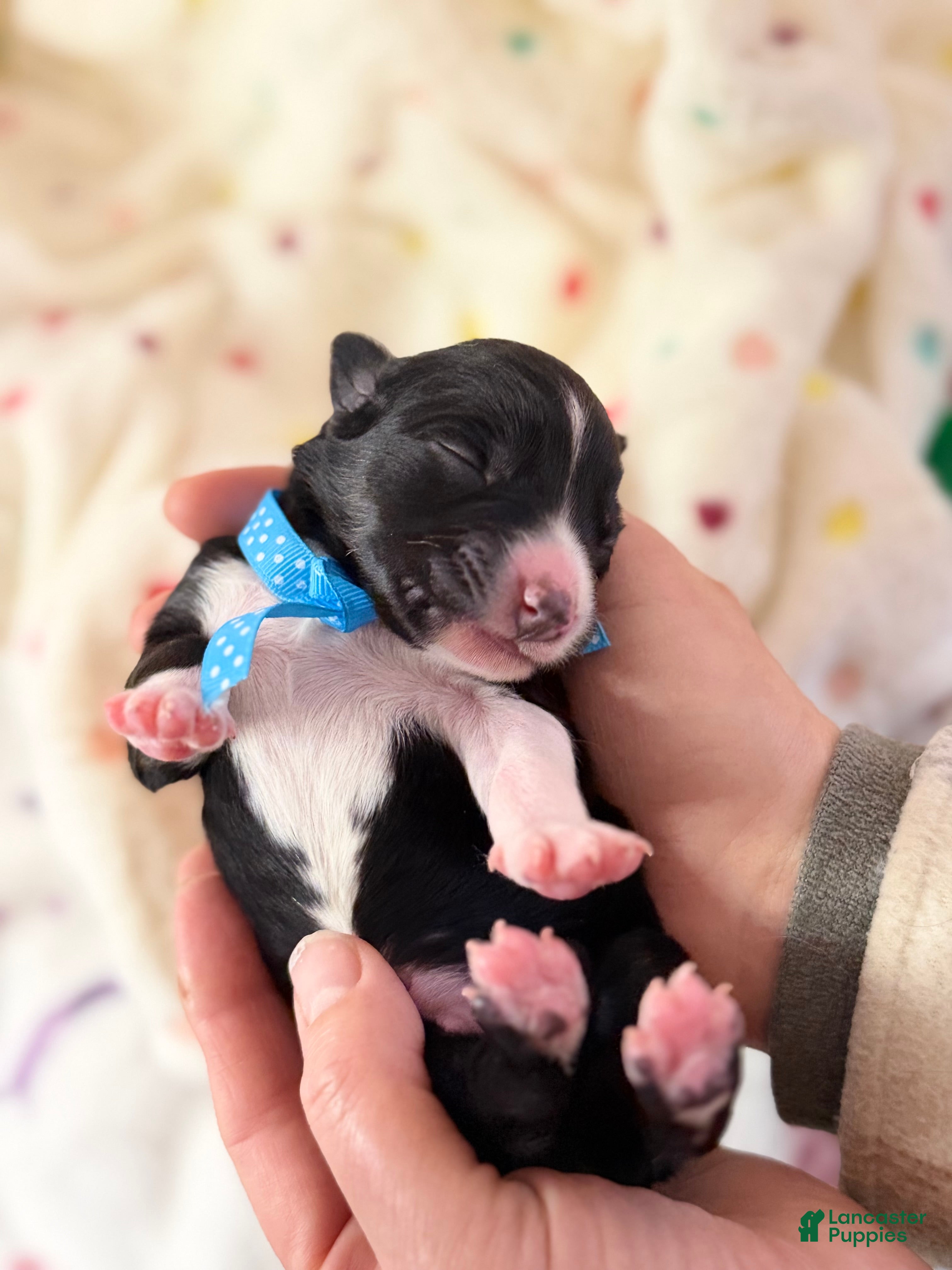 Australian Shepherd dogs Australian Shepherd Puppy 4 - Ad 26