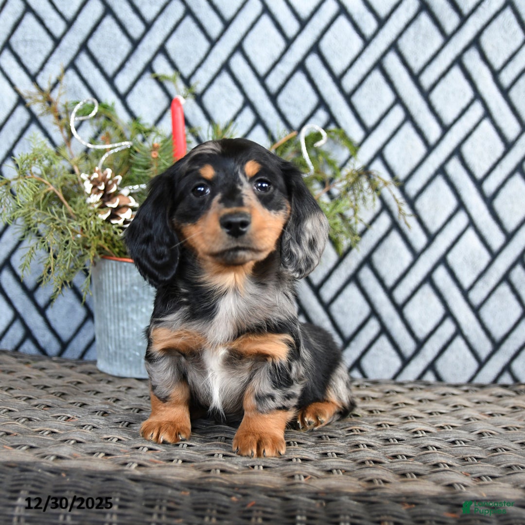 Miniature Dachshund dogs for sale: Trent - Ad 5