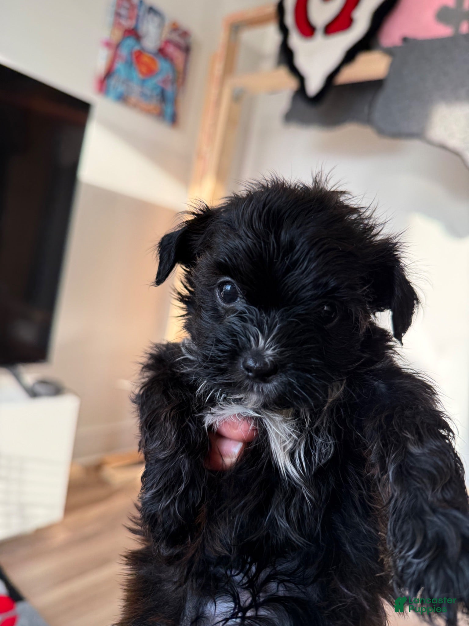 Shorkie dogs Shorkie 3 - Ad 28
