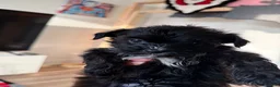 Shorkie dogs for sale: Shorkie 3 - Ad 1