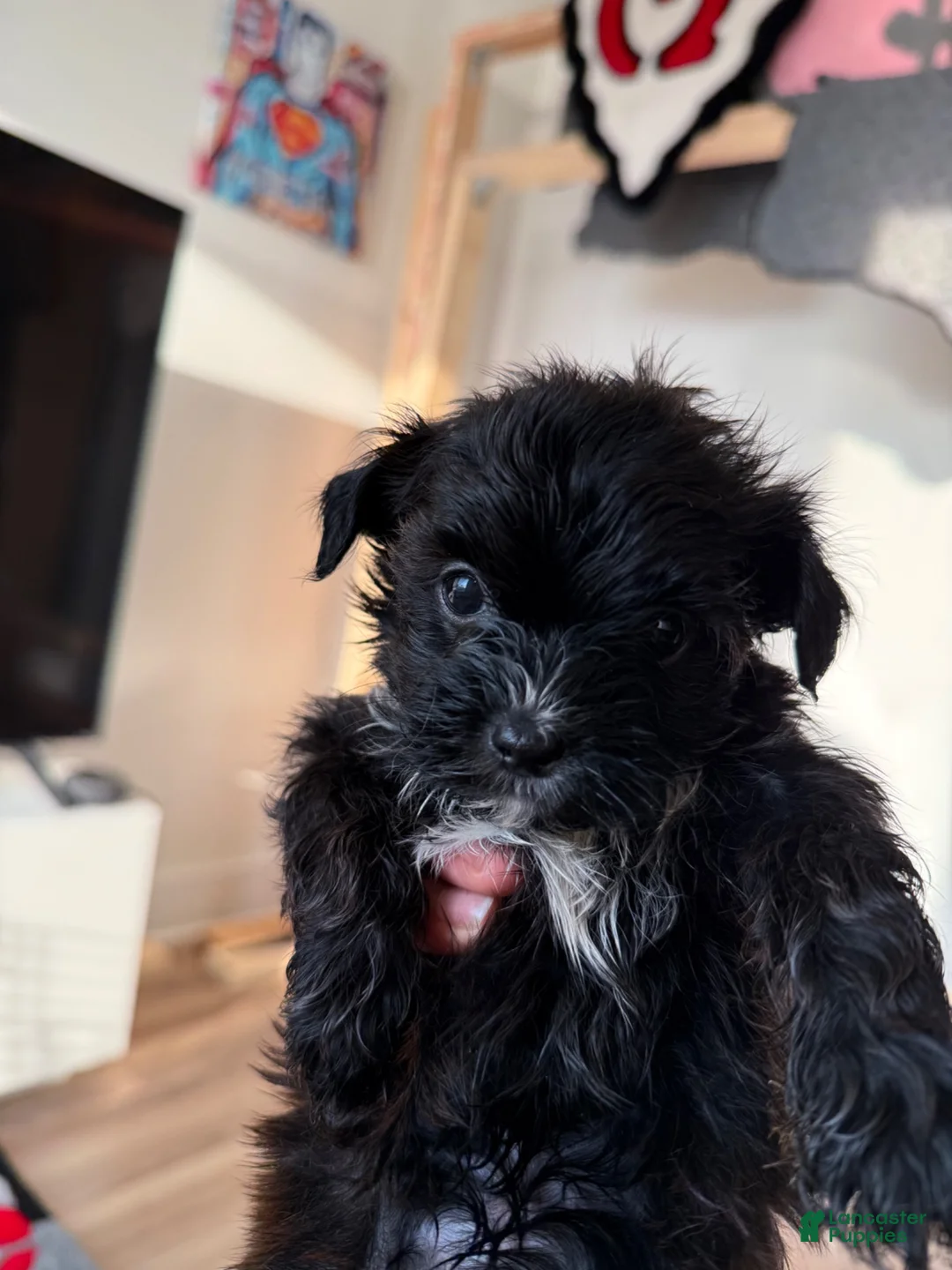 Shorkie dogs for sale: Shorkie 3 - Ad 1