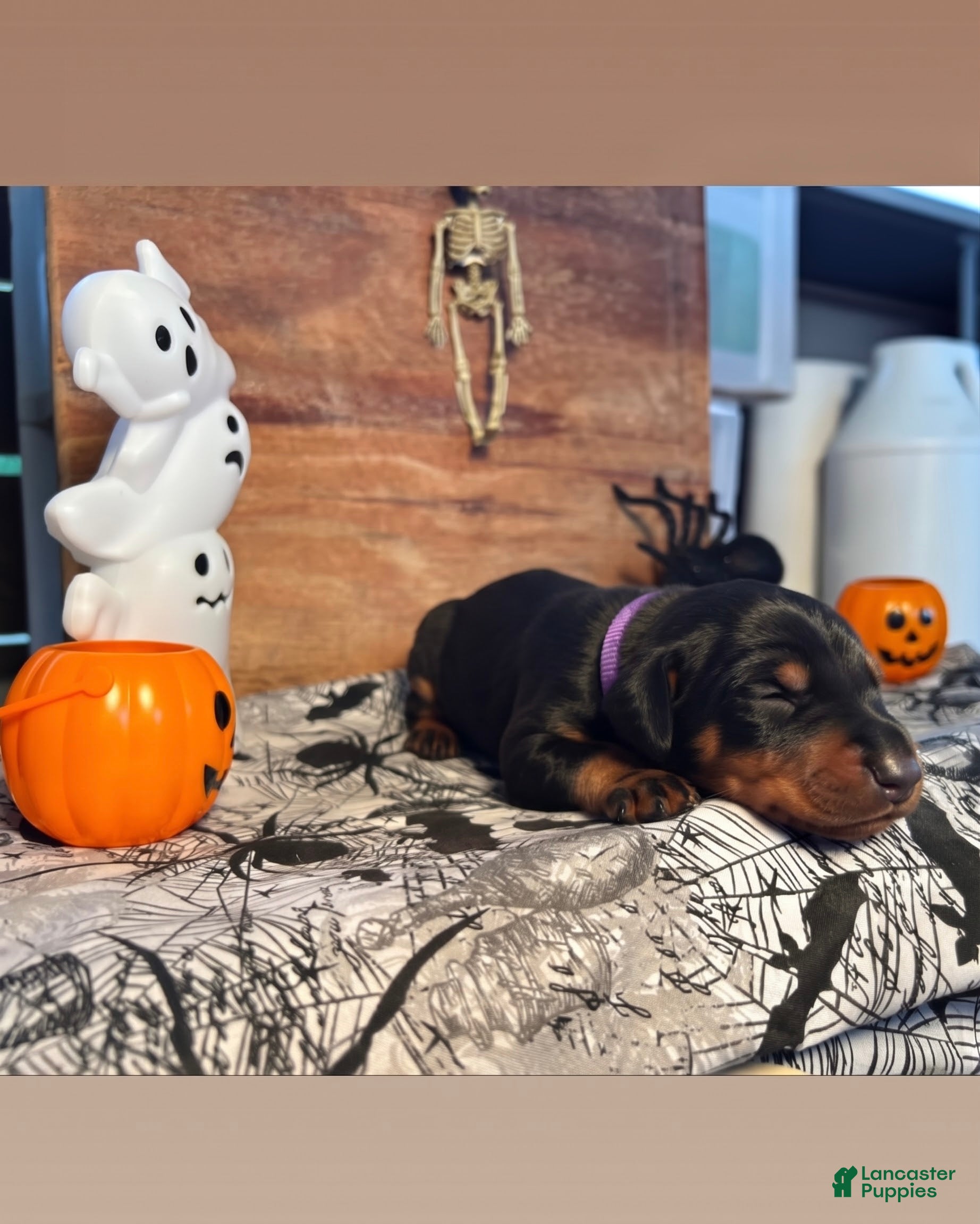 Doberman Pinscher dogs Wednesday: European Bloodlines  - Ad 37