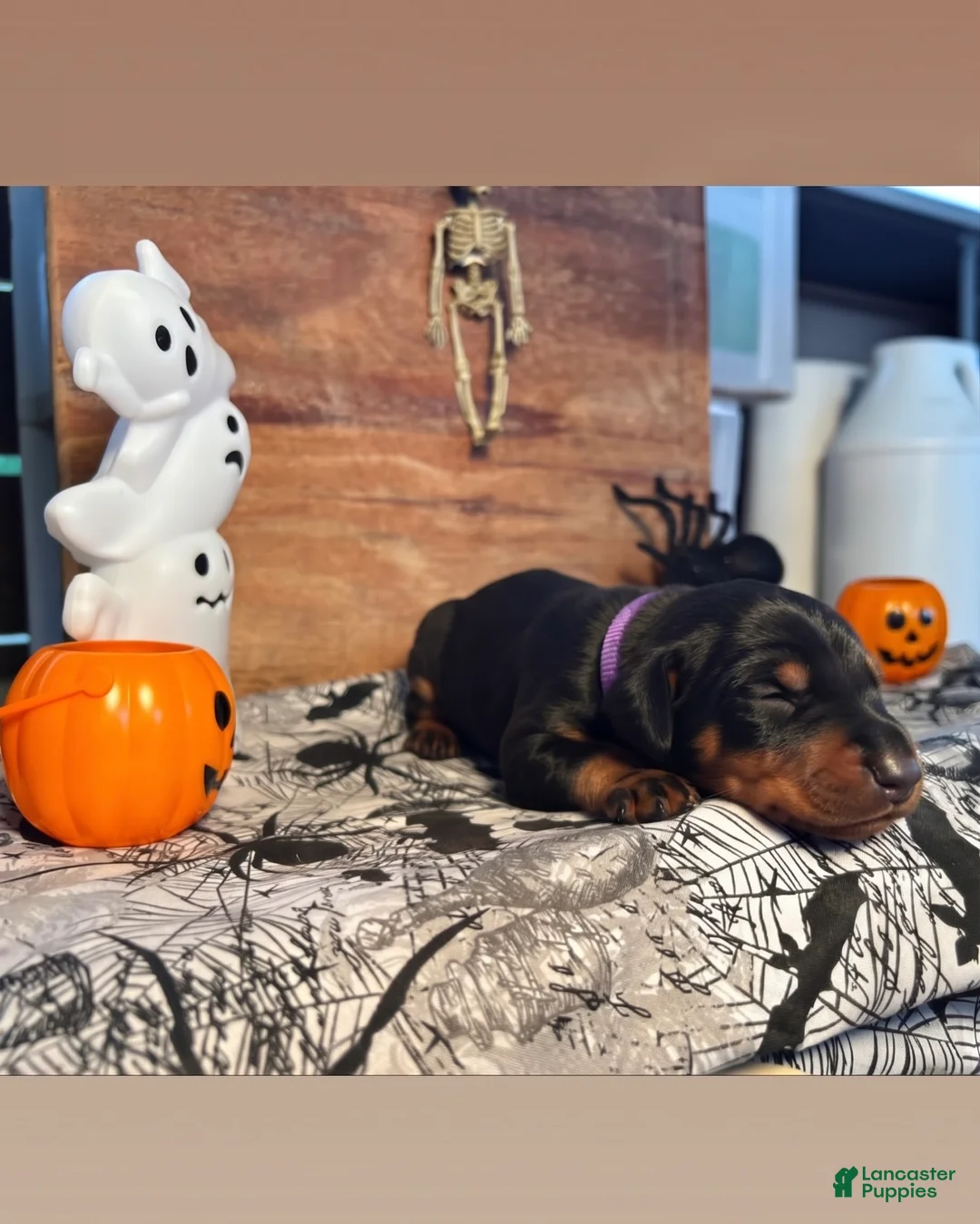 Doberman Pinscher dogs for sale: Wednesday: European Bloodlines  - Ad 1