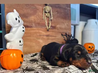 Doberman Pinscher dogs Wednesday: European Bloodlines - Ad 37