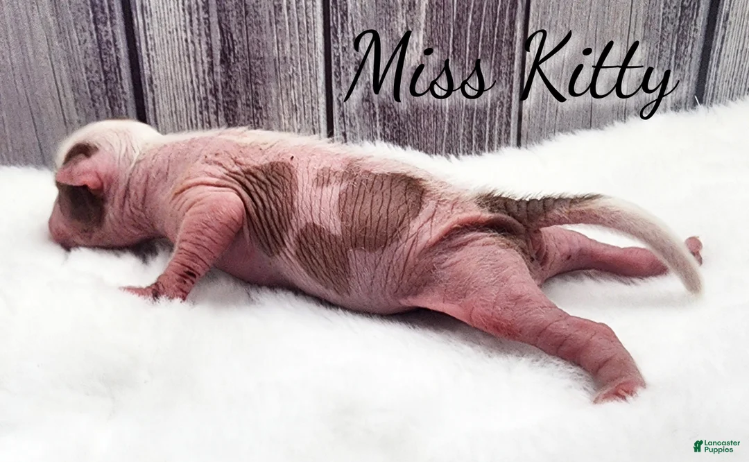 Mixed Breed dogs for sale: Miss Kitty - Ad 5