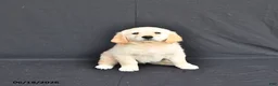 Golden Retriever dogs for sale: Jazmin - Ad 3