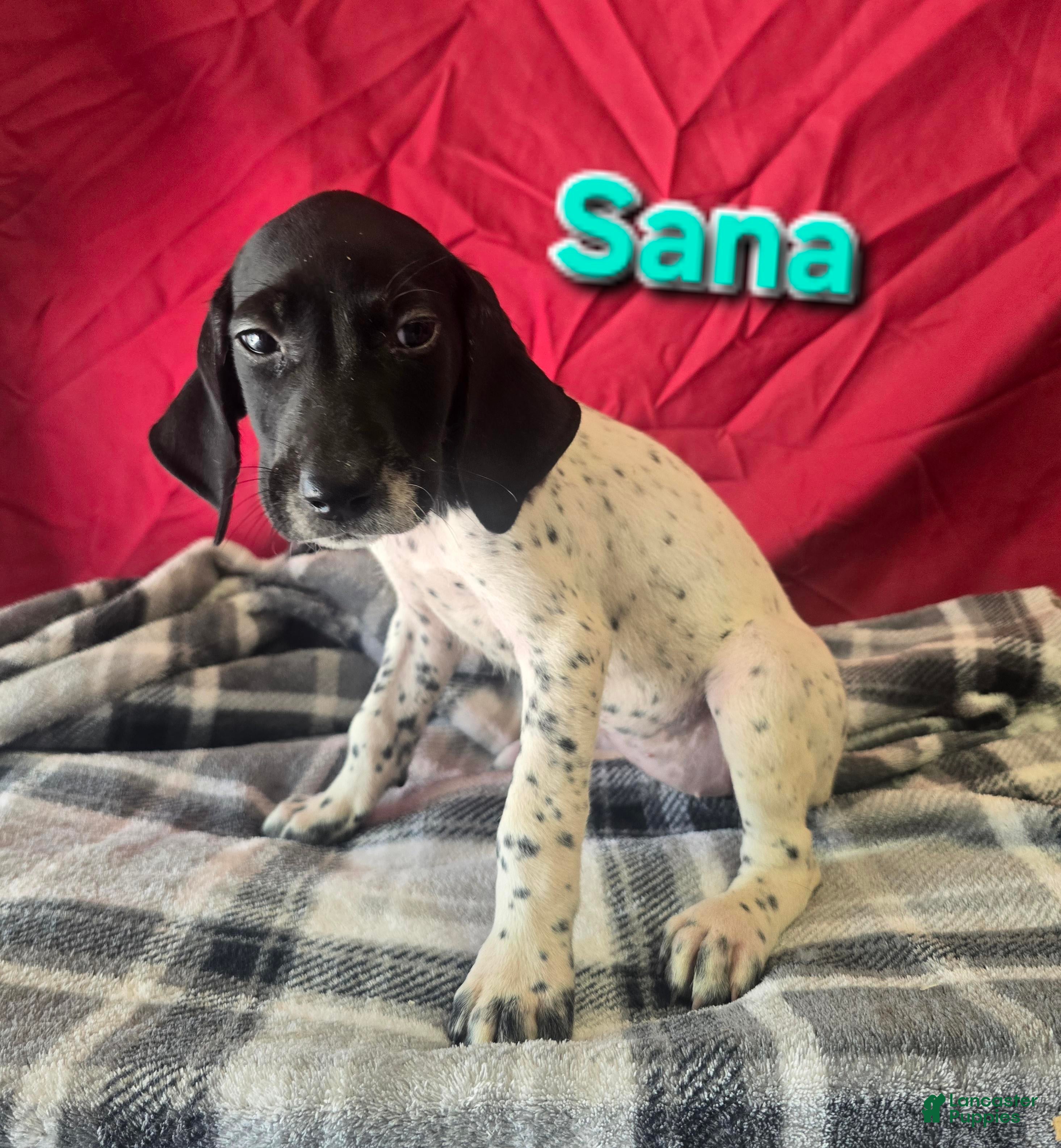 German Shorthaired Pointer dogs for sale: SANA - Ad 1