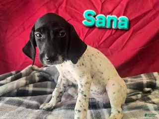 German Shorthaired Pointer dogs SANA - Ad 30