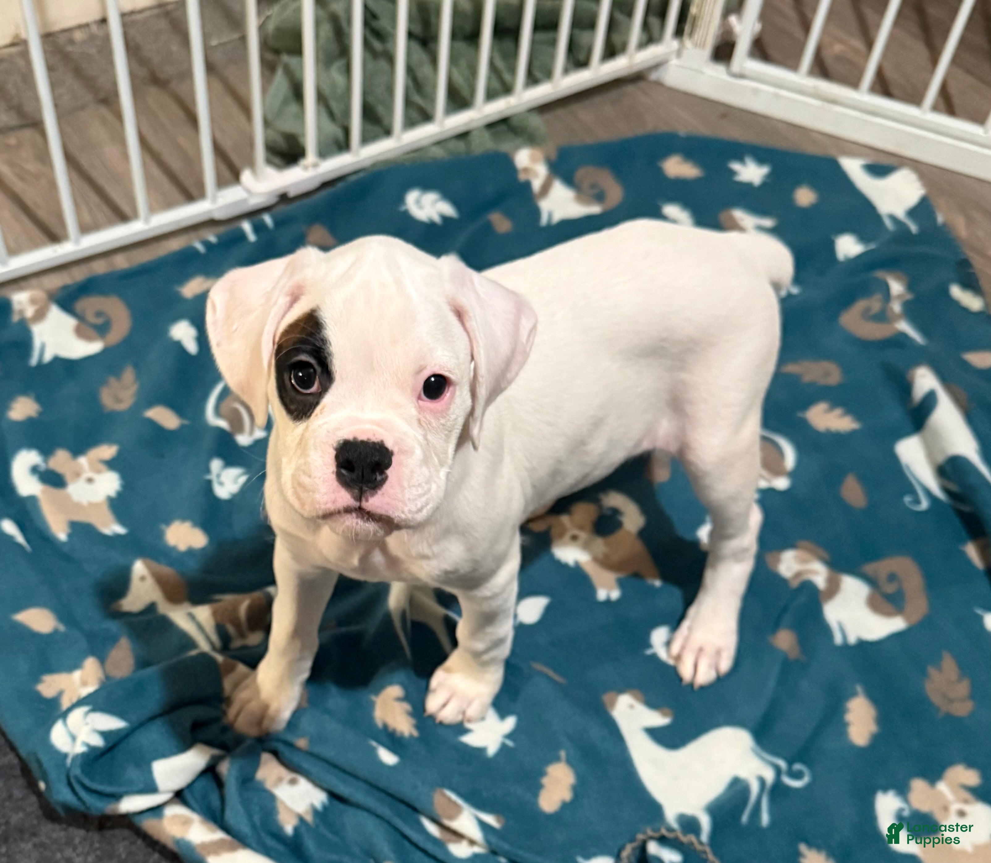 Boxer dogs for sale: Alaska - Ad 2