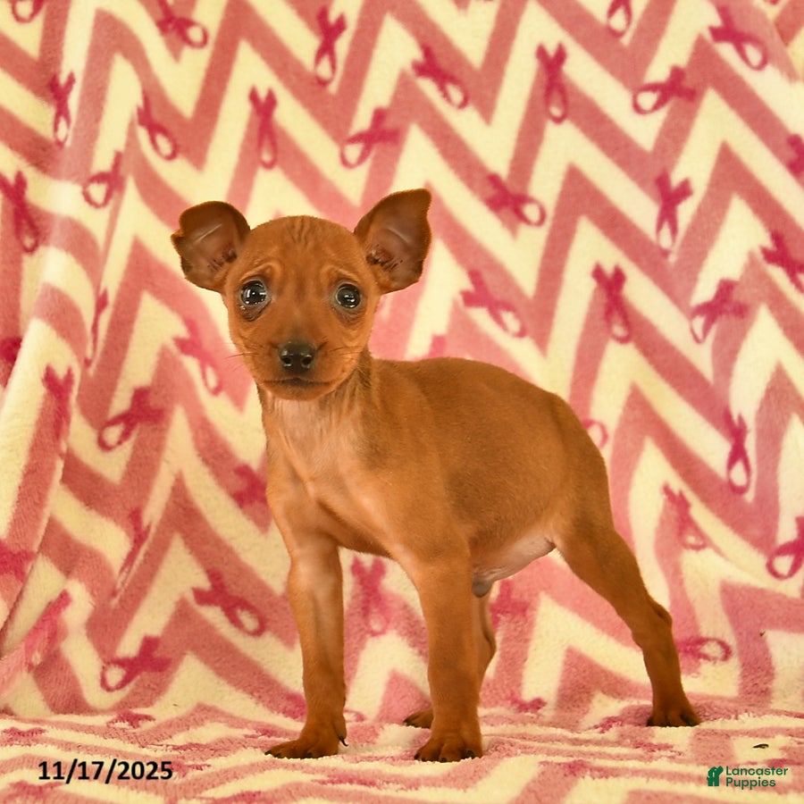Miniature Pinscher dogs Hunter  - Ad 19