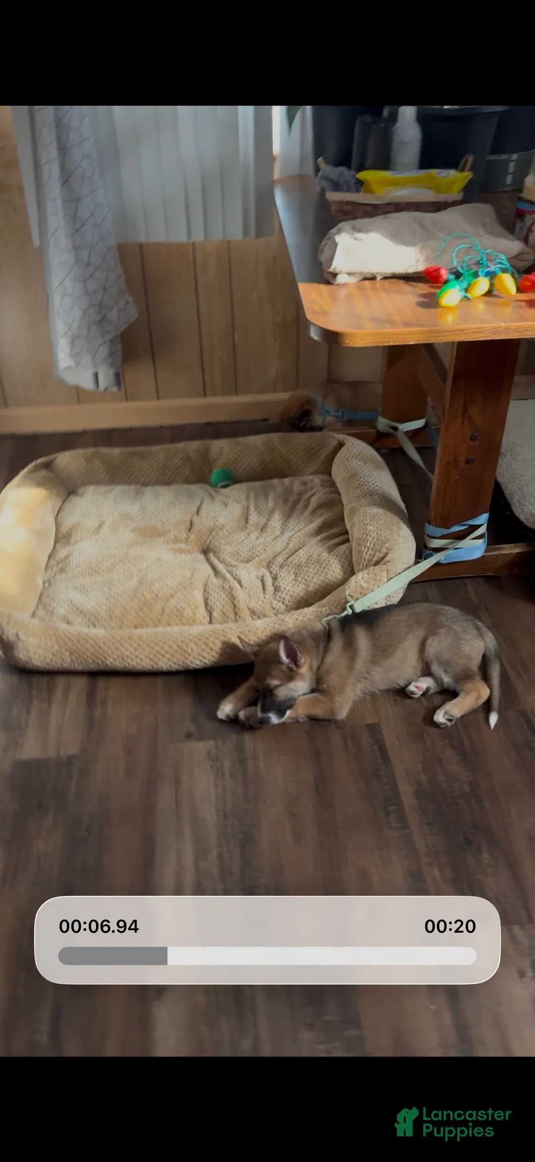 German Shepherd dogs for sale: German Shepherd Puppy 1 - Ad 2