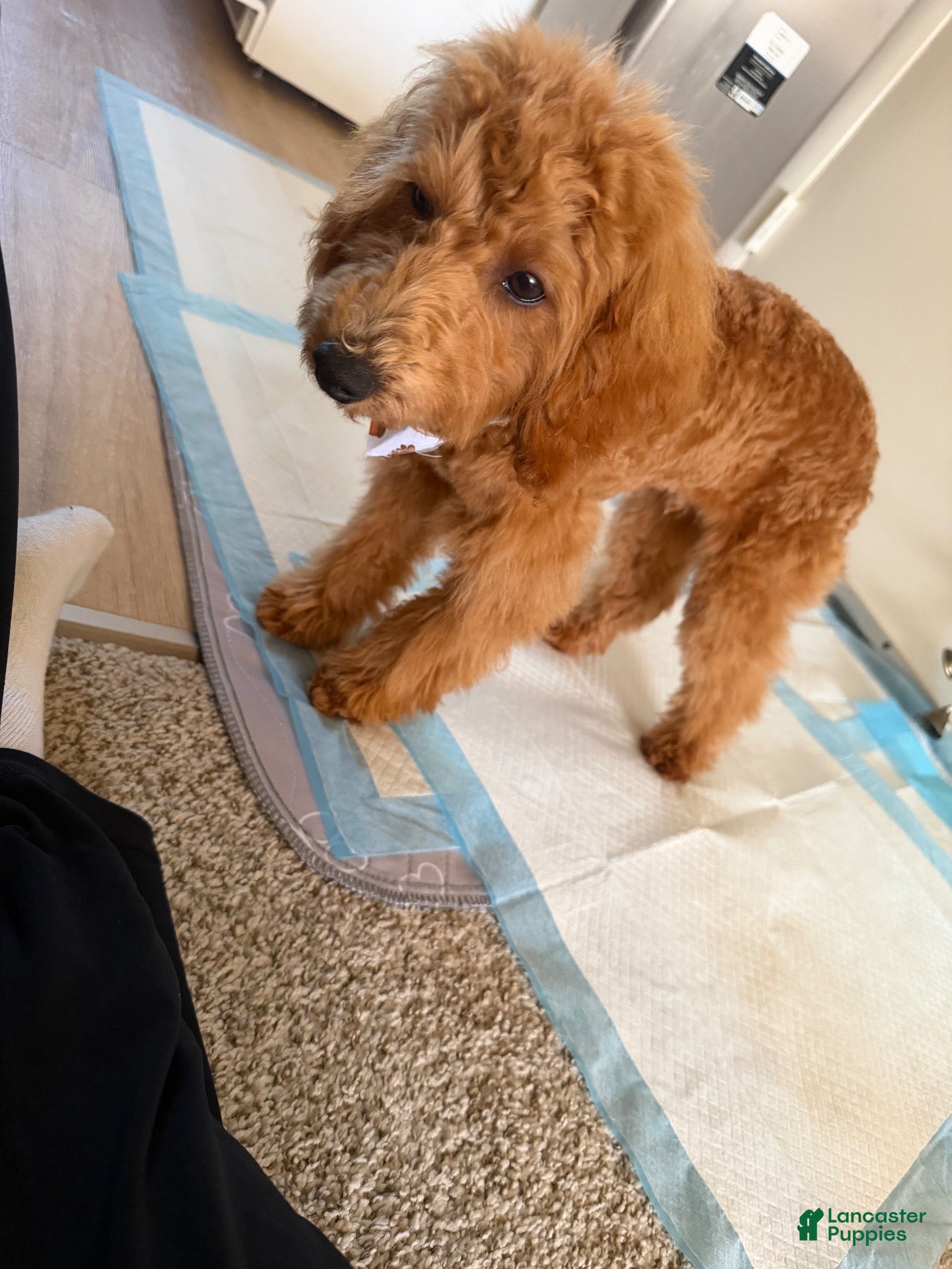 Toy Poodle dogs for sale: Toy Poodle 1 - Ad 9