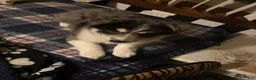 Pomsky dogs for sale: Pomsky Puppy 1 - Ad 18