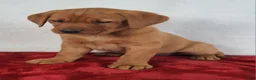 Labrador Retriever dogs for sale: Jasper - Ad 8