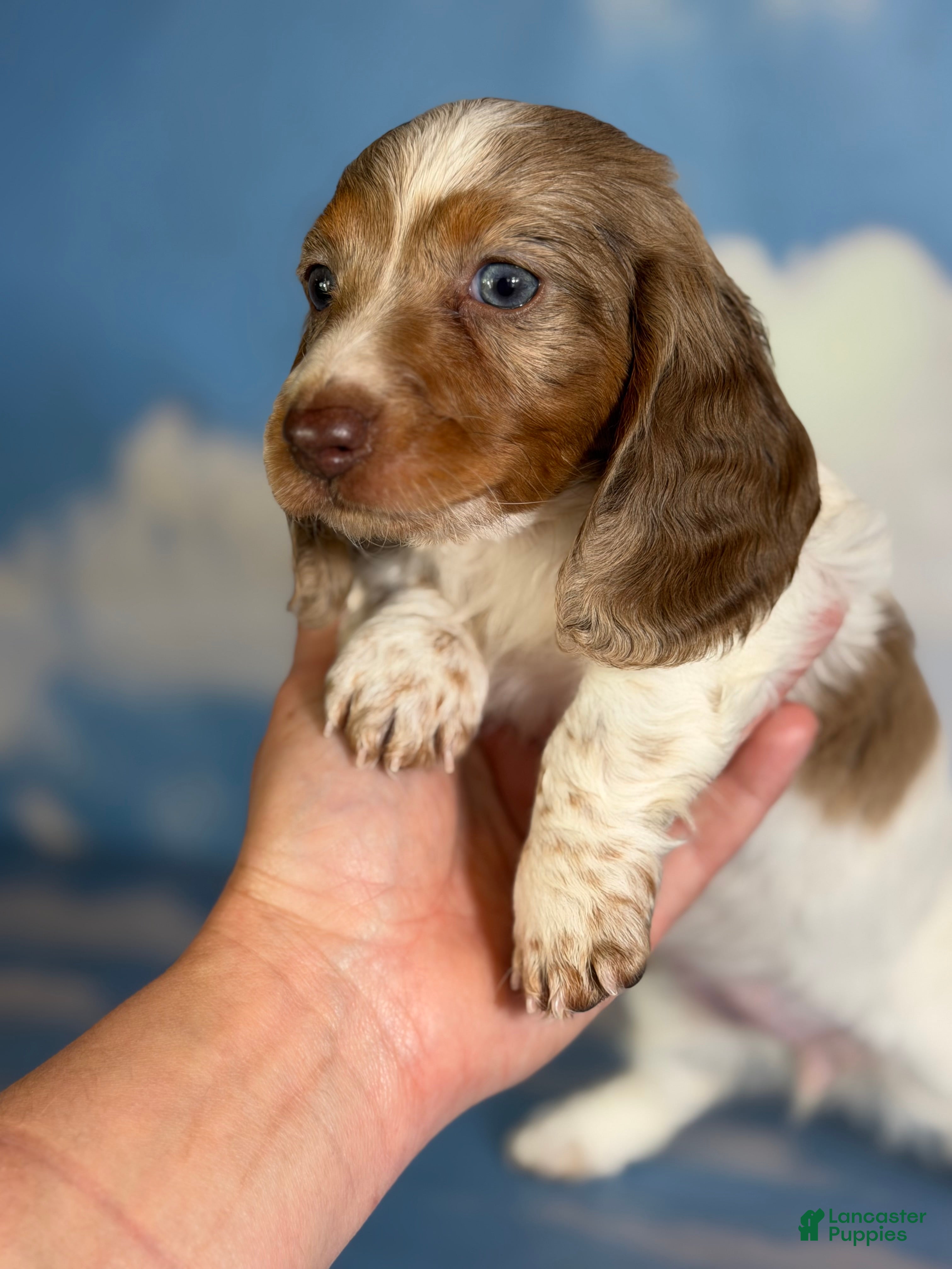 Miniature Dachshund dogs Plum Dappled LH  - Ad 1