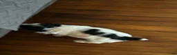 Cockapoo dogs for sale: Dottie - Ad 2