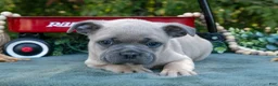 Frenchton dogs for sale: Chester - Ad 2