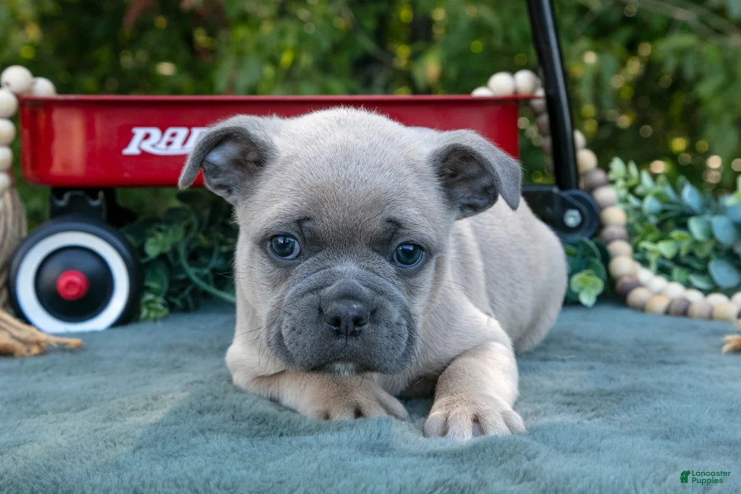 Frenchton dogs for sale: Chester - Ad 2