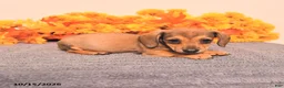 Miniature Dachshund dogs for sale: Riah - Ad 3