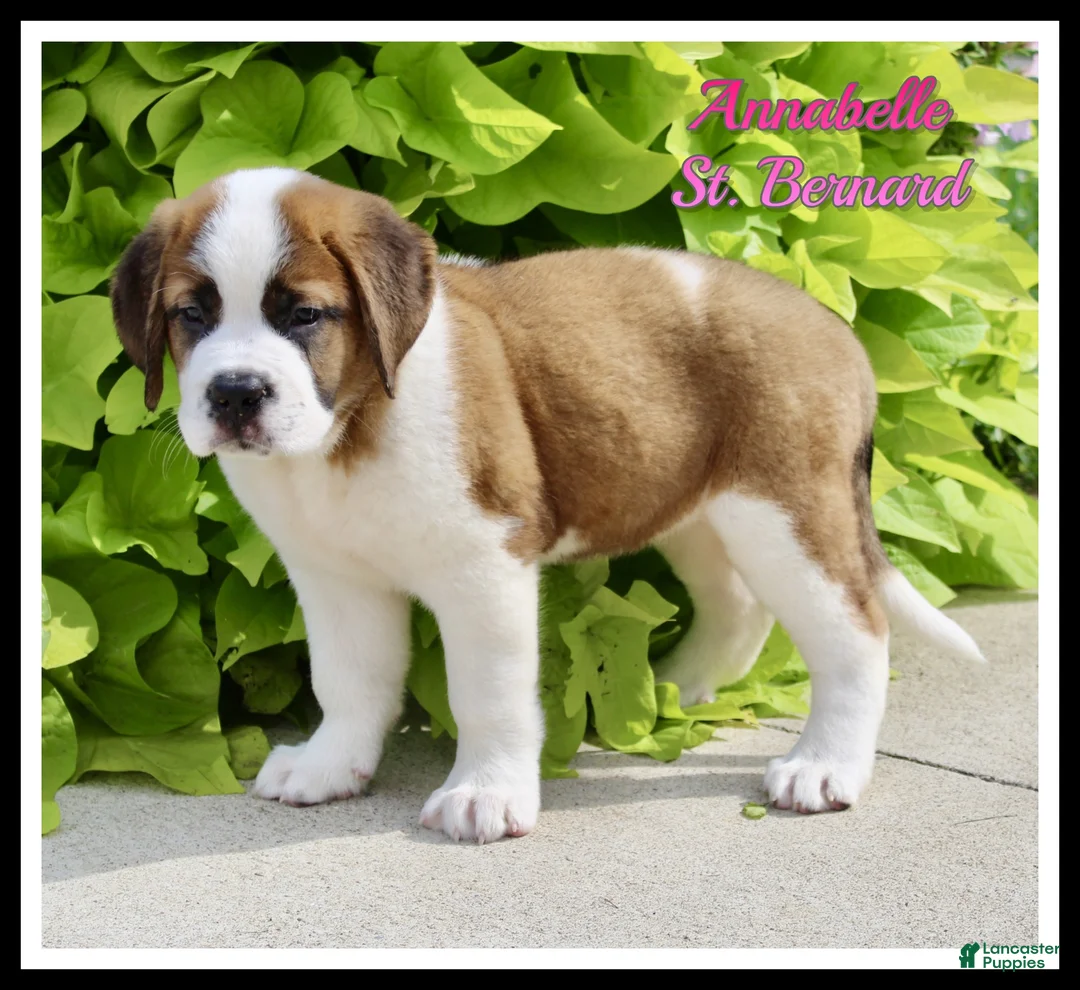 Saint Bernard dogs for sale: Annabelle - Ad 1