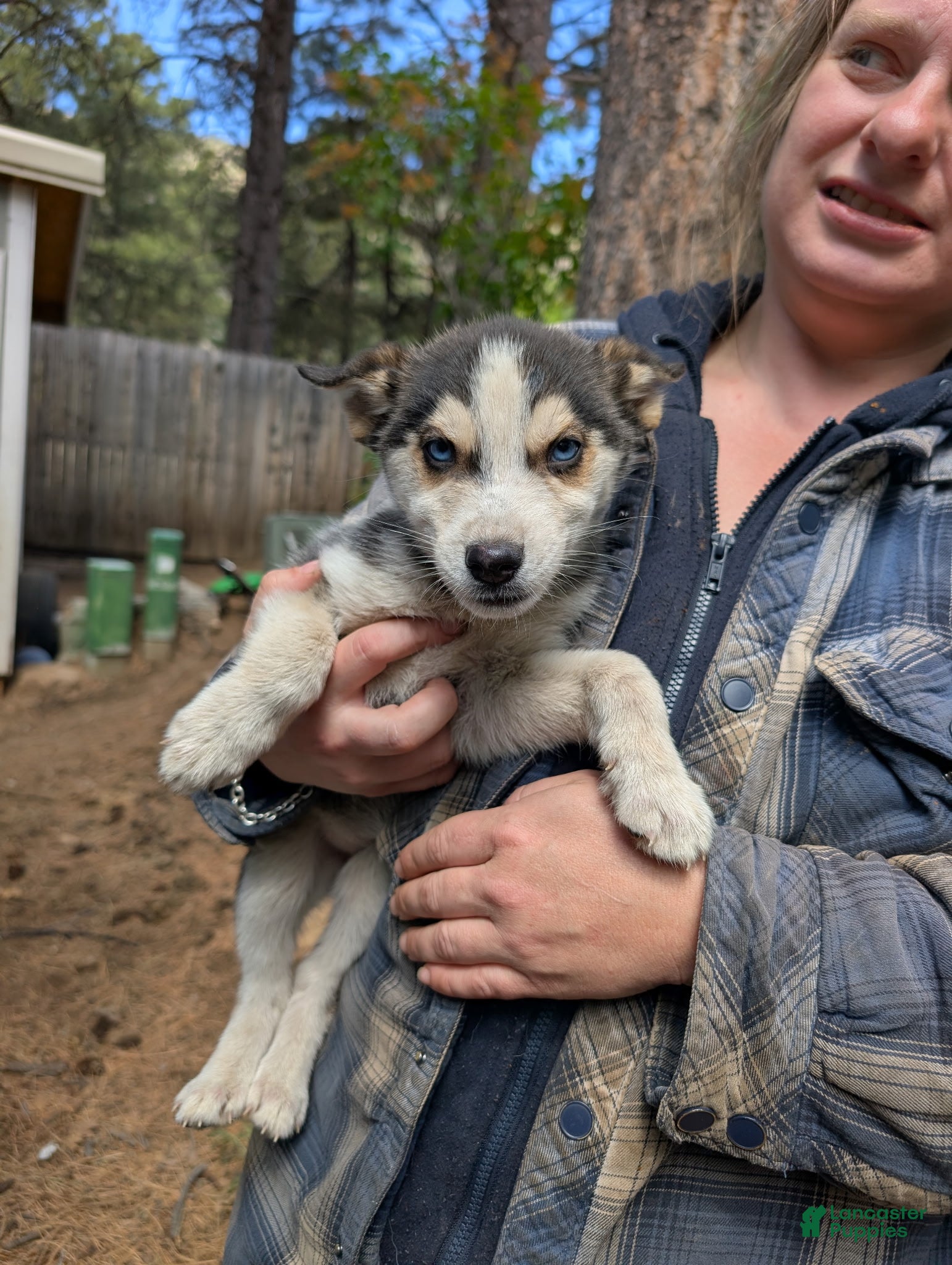 Mixed Breed dogs Daisy - Ad 1