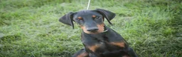 Doberman Pinscher dogs for sale: Malcolm - Ad 10