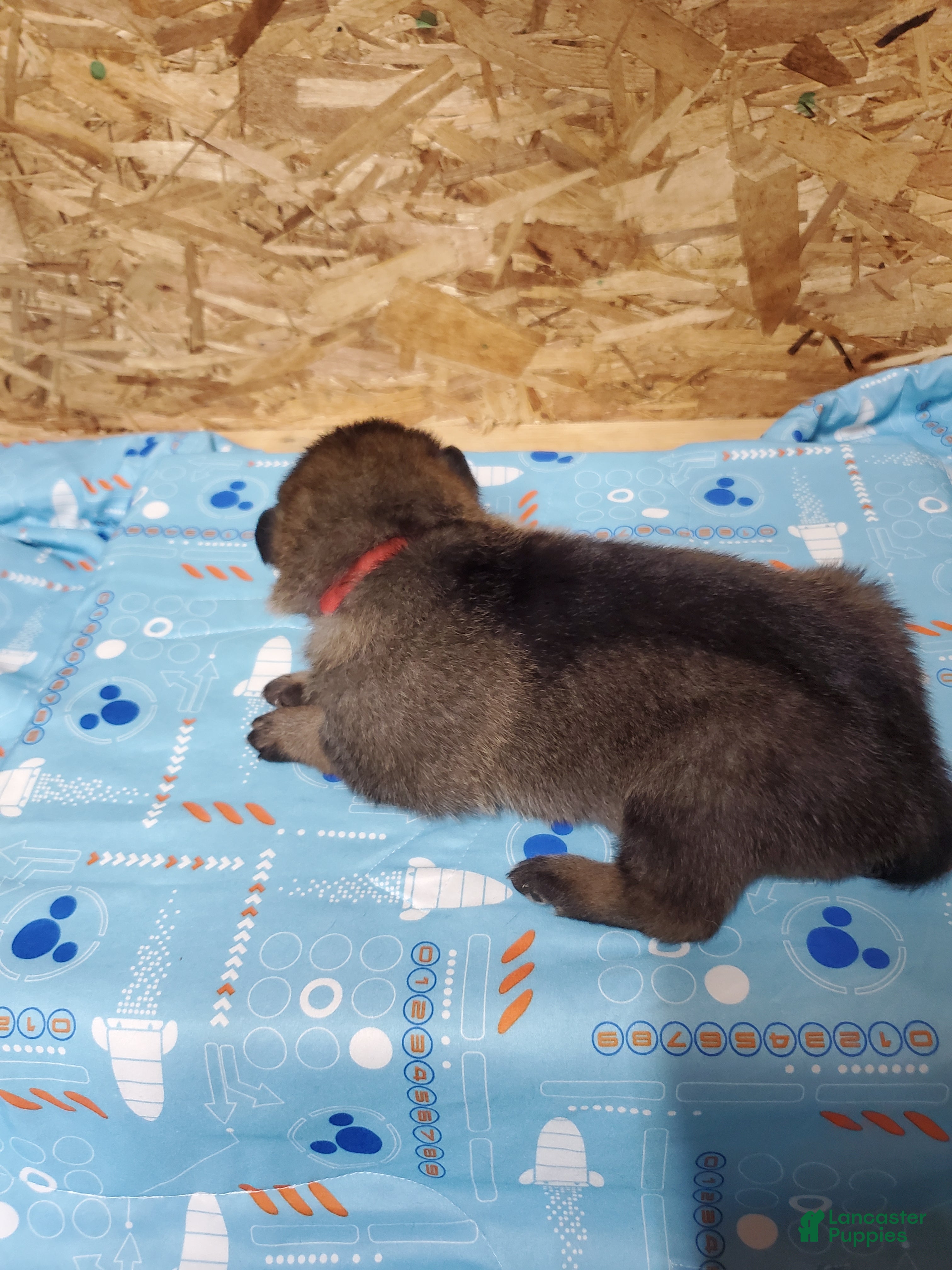 Mixed Breed dogs Thor - Ad 2