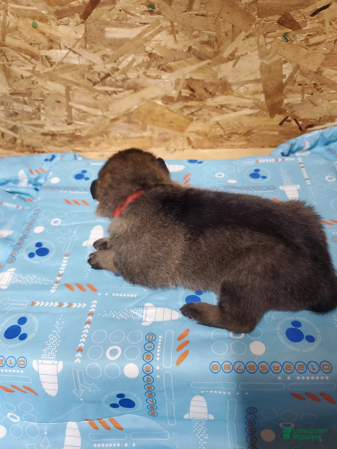 Mixed Breed dogs for sale: Thor - Ad 2