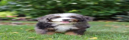 Mini Bernedoodle dogs for sale: Whyatt - Ad 8