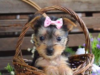 Yorkshire Terrier dogs - Ad 17