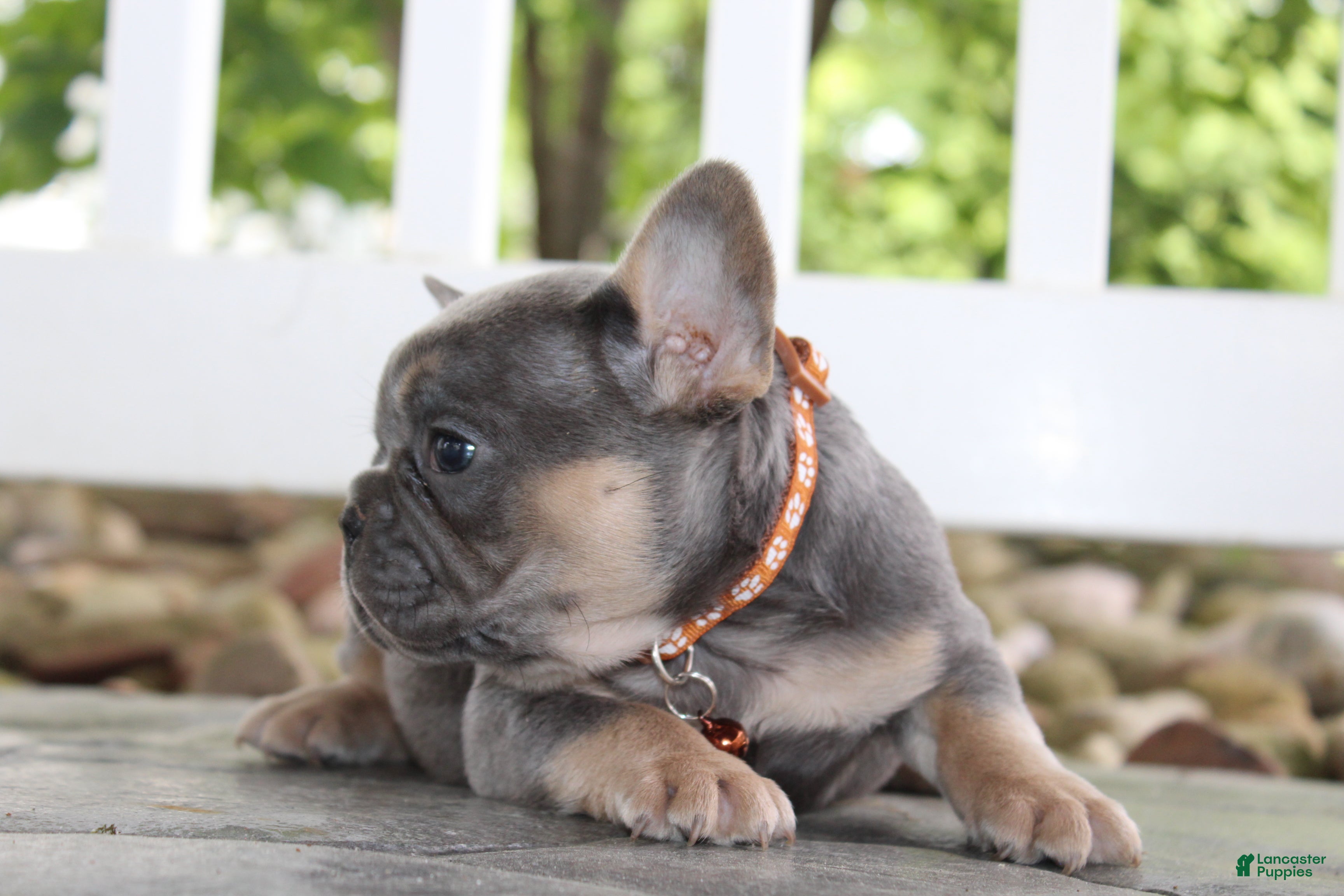 French Bulldog dogs for sale: AKC Jack - Ad 9