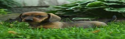 Miniature Dachshund dogs for sale: Flicker - Ad 3