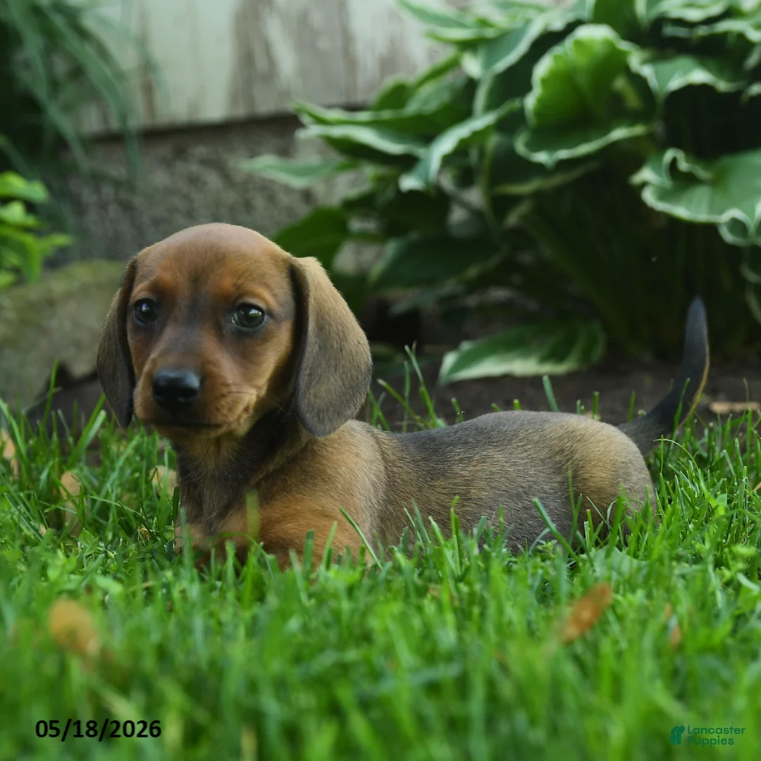 Miniature Dachshund dogs for sale: Flicker - Ad 3