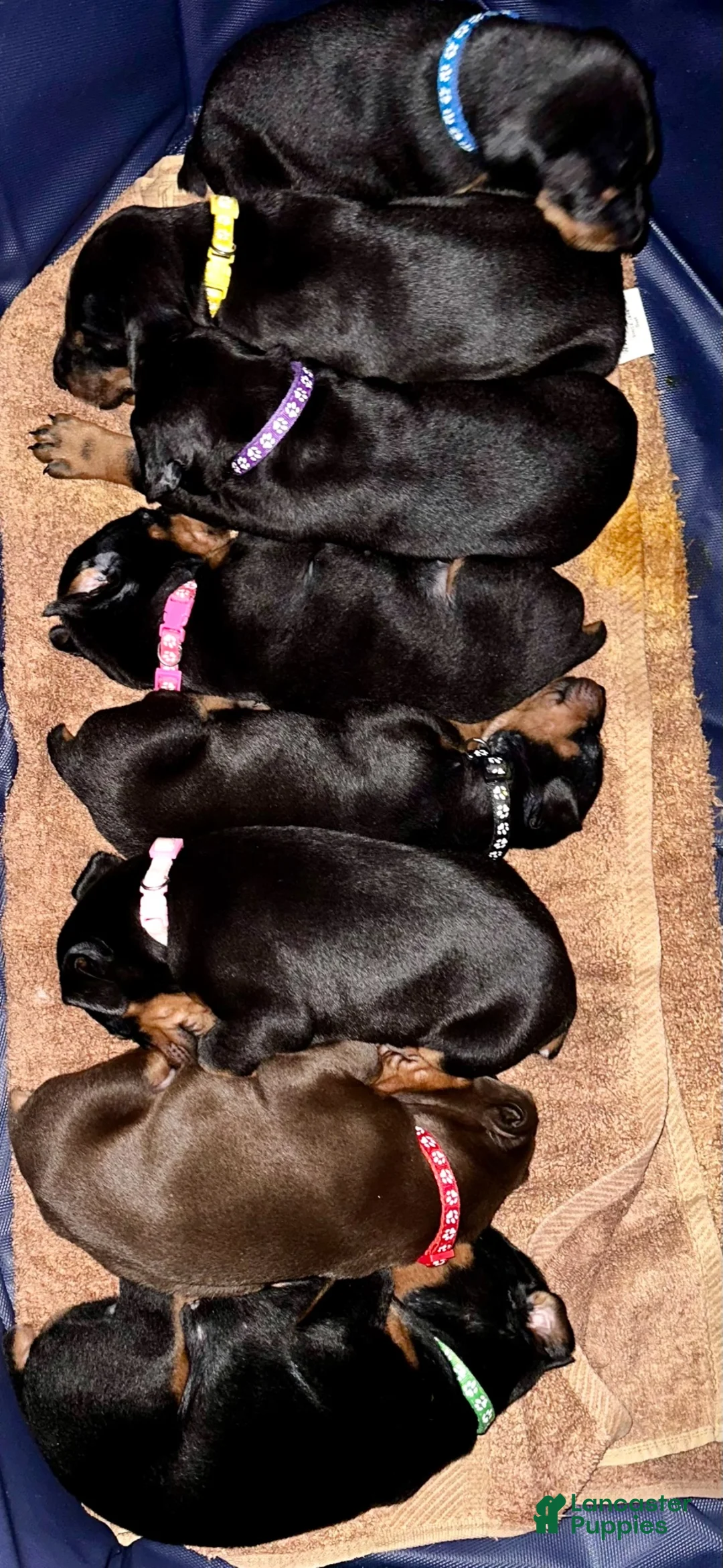 Doberman Pinscher dogs for sale: Black Collar Female - Ad 2