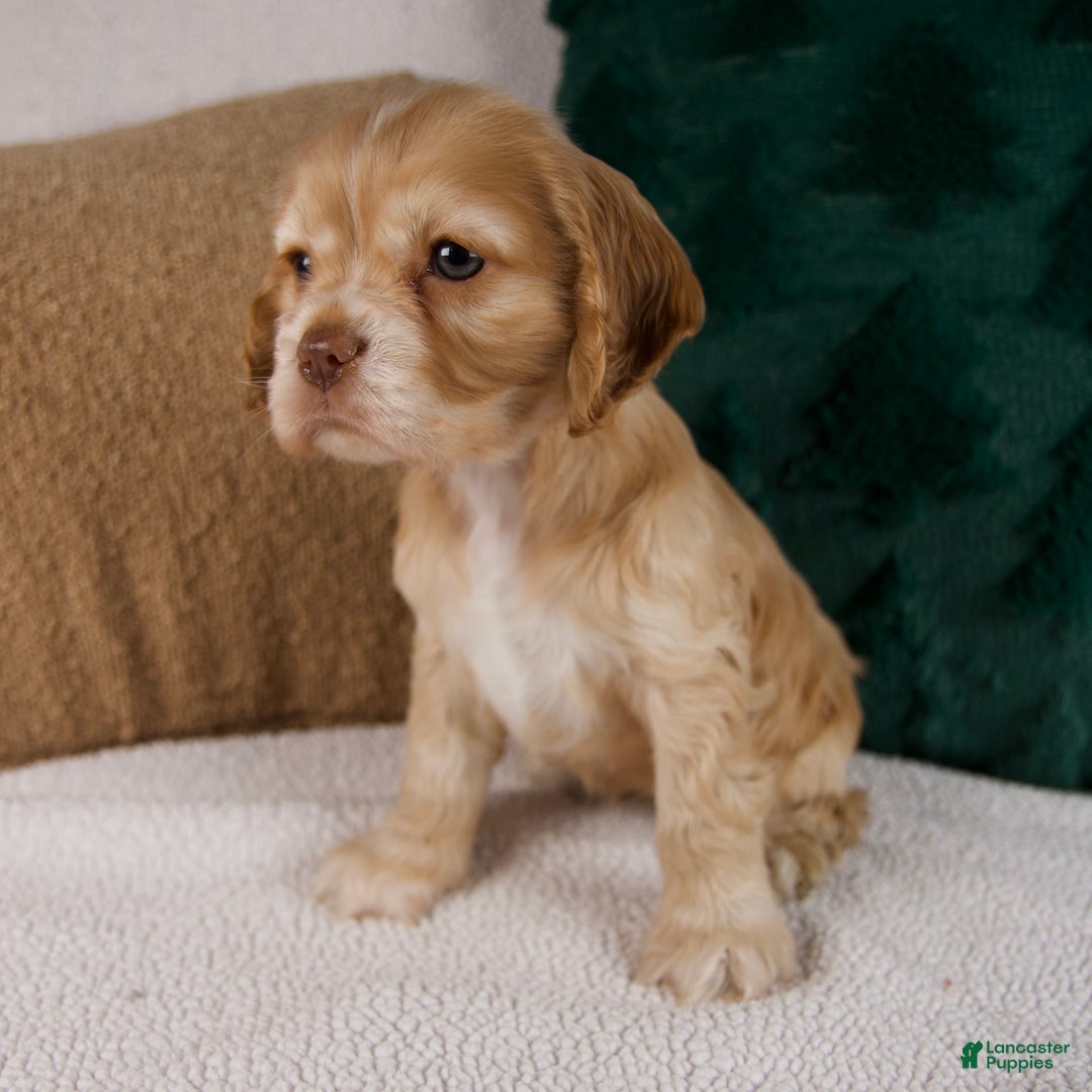 Cocker Spaniel dogs for sale: Reba - Ad 3