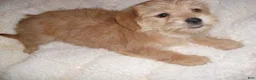 Shorkie dogs for sale: Shorkie 1 - Ad 3