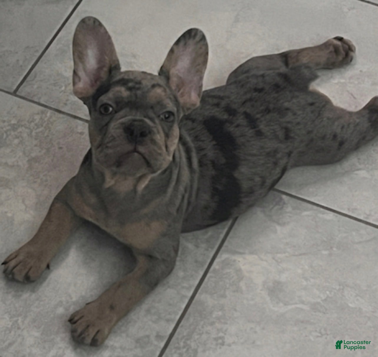 French Bulldog dogs French Bulldog 2 - Ad 11