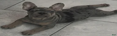 French Bulldog 2