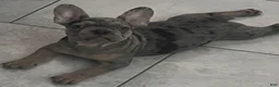 French Bulldog dogs for sale: French Bulldog 2 - Ad 1