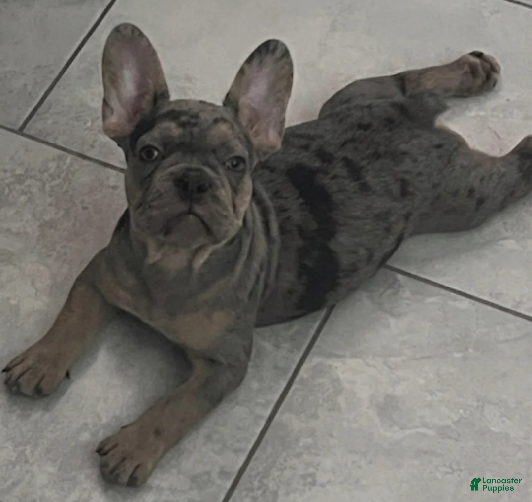 French Bulldog dogs for sale: French Bulldog 2 - Ad 1