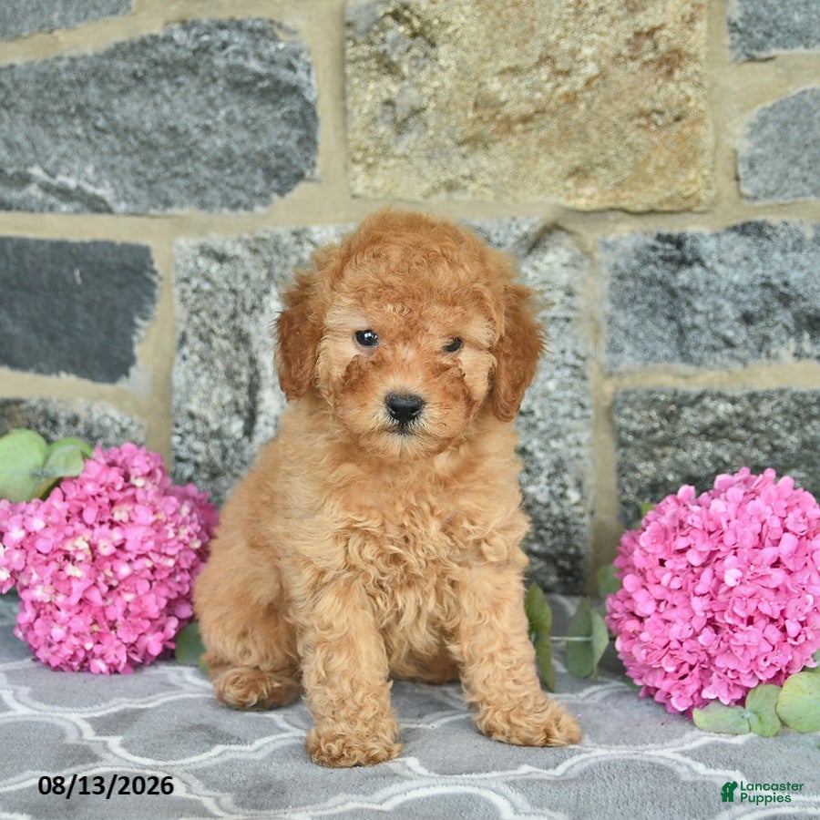 Miniature Poodle dogs Isaiah  - Ad 2