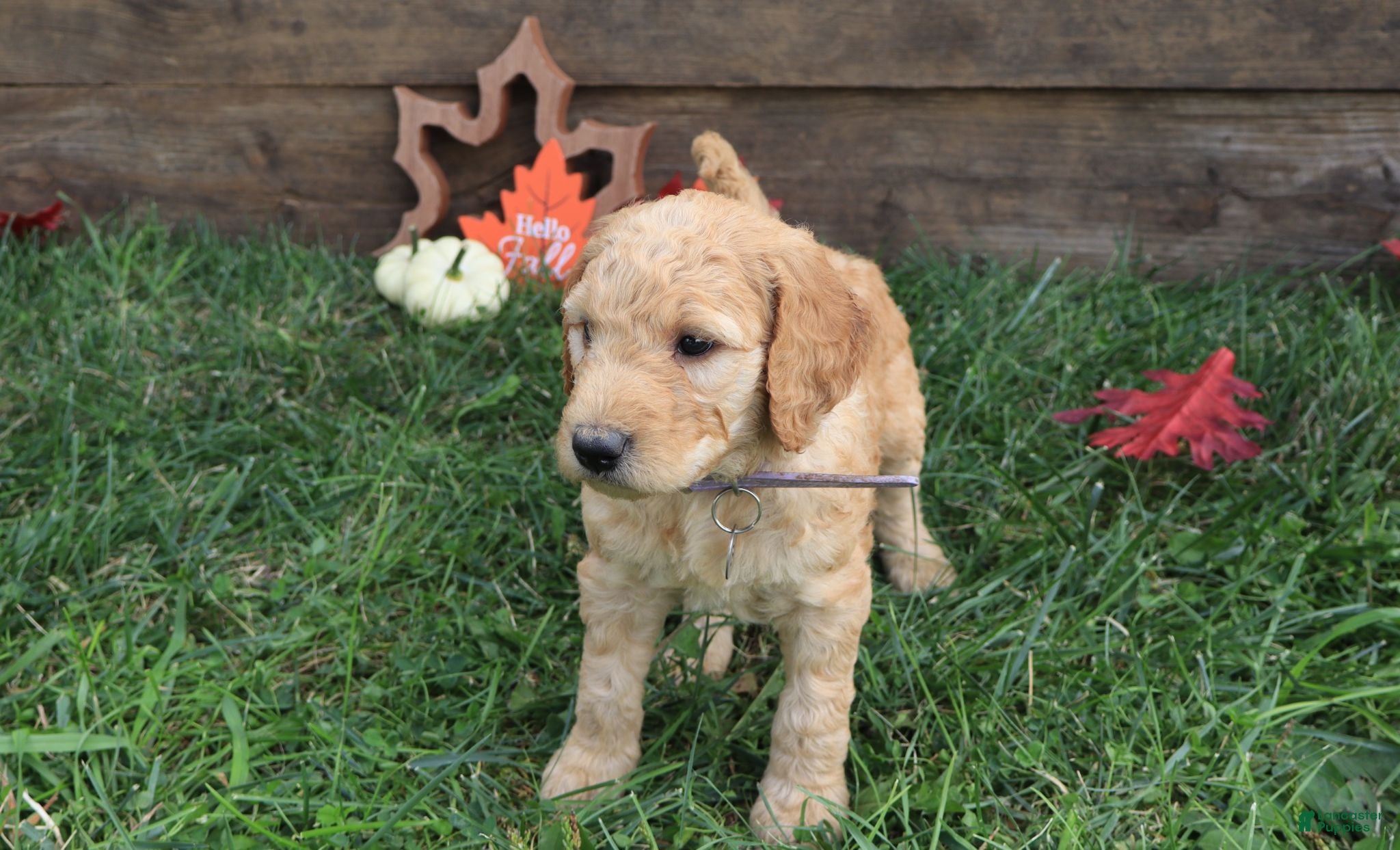 Goldendoodle dogs Ava - Ad 2