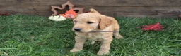 Goldendoodle dogs for sale: Ava - Ad 2