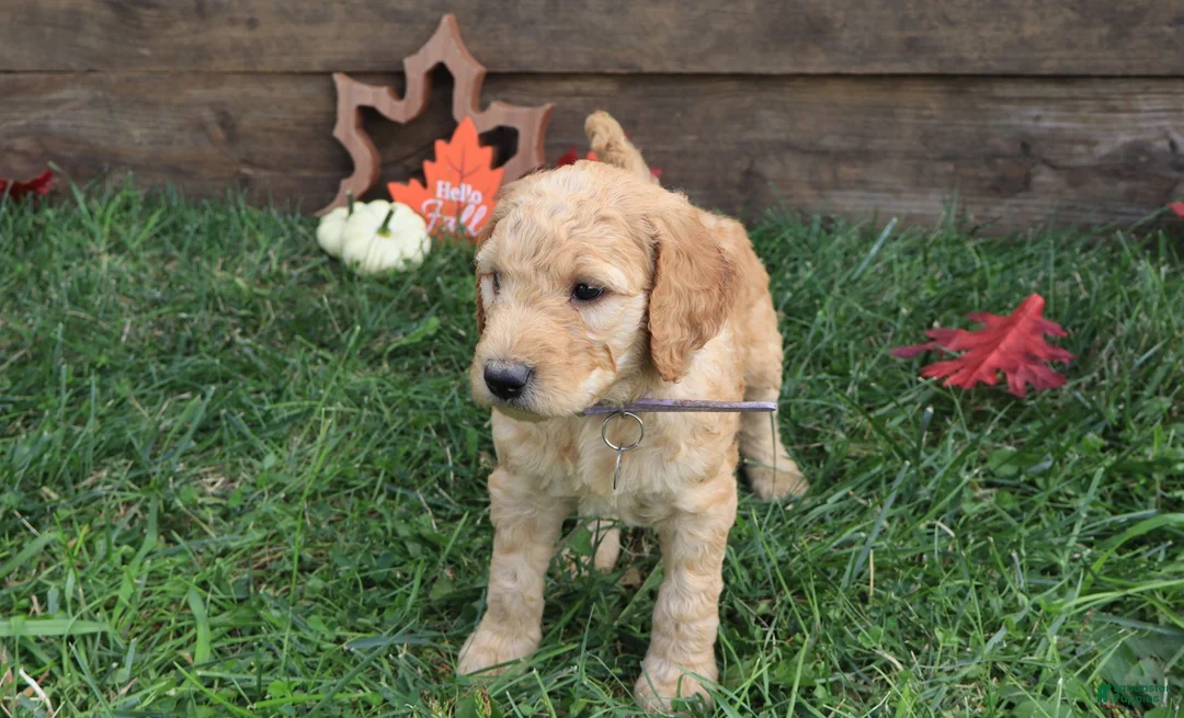 Goldendoodle dogs for sale: Ava - Ad 2