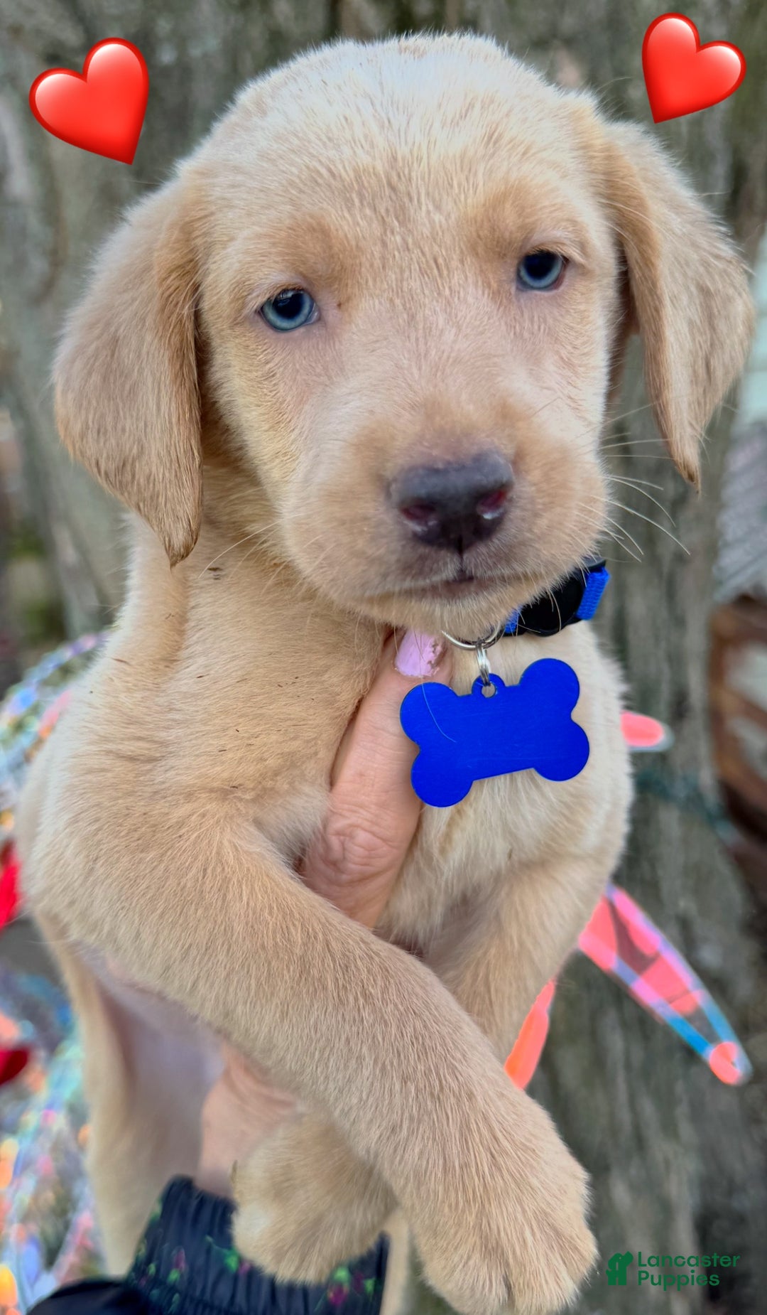 Labrador Retriever dogs for sale: Labrador Retriever Puppy 2 - Ad 9