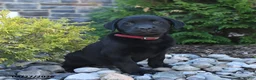 Labrador Retriever dogs for sale: Bowie - Ad 3