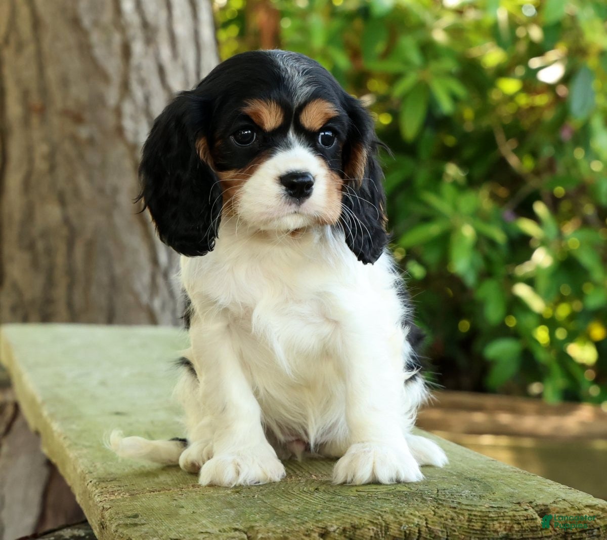 Cavalier King Charles Spaniel dogs Carla - Ad 1