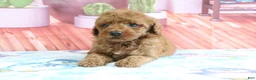 Mini Goldendoodle dogs for sale: Hazel - Ad 4