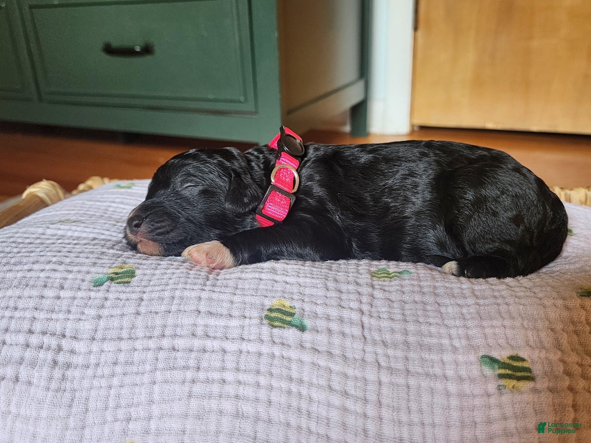 Mixed Breed dogs Ripley  - Ad 19