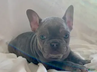 French Bulldog dogs Ivy - Ad 28